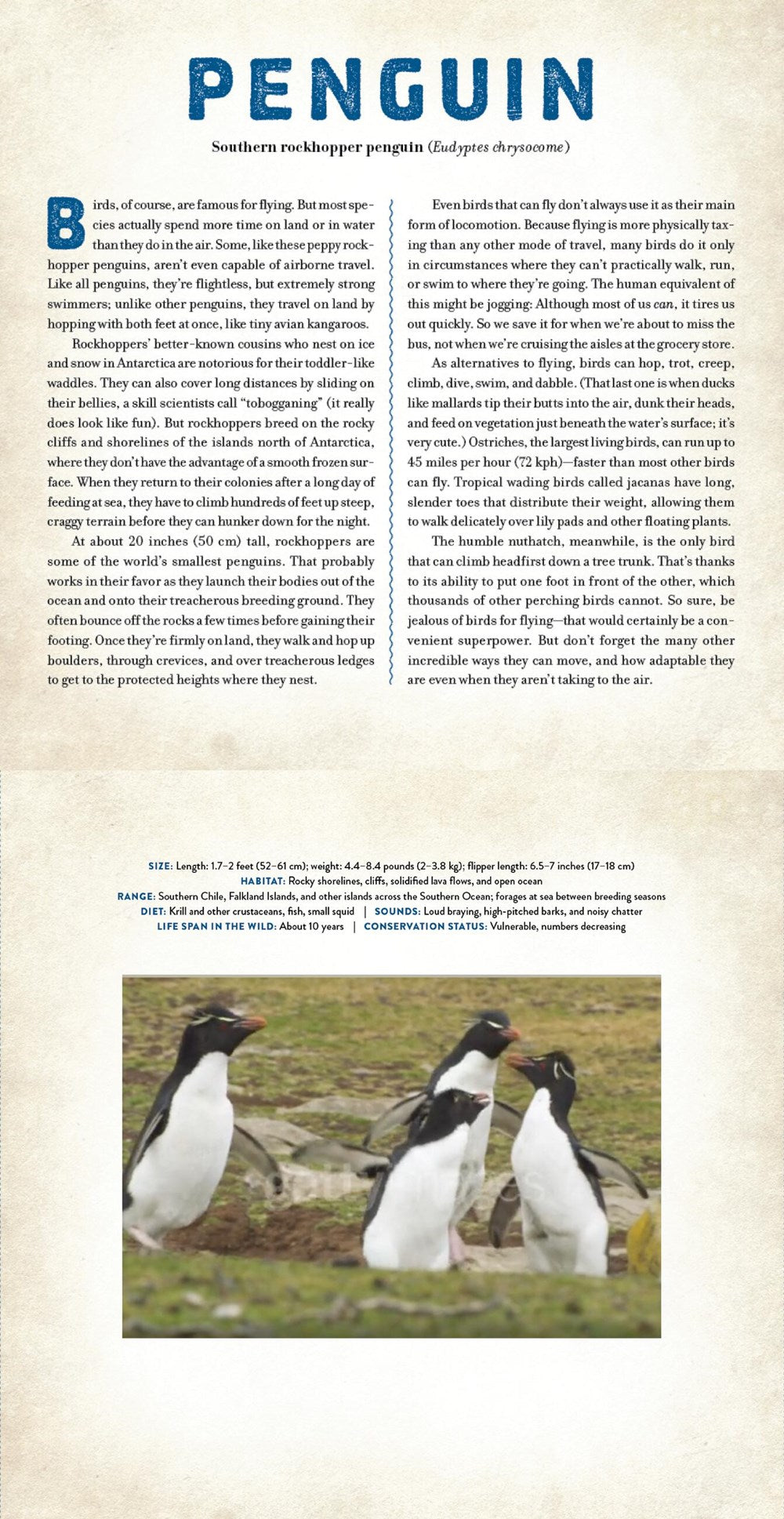 Birds : A Photicular Book