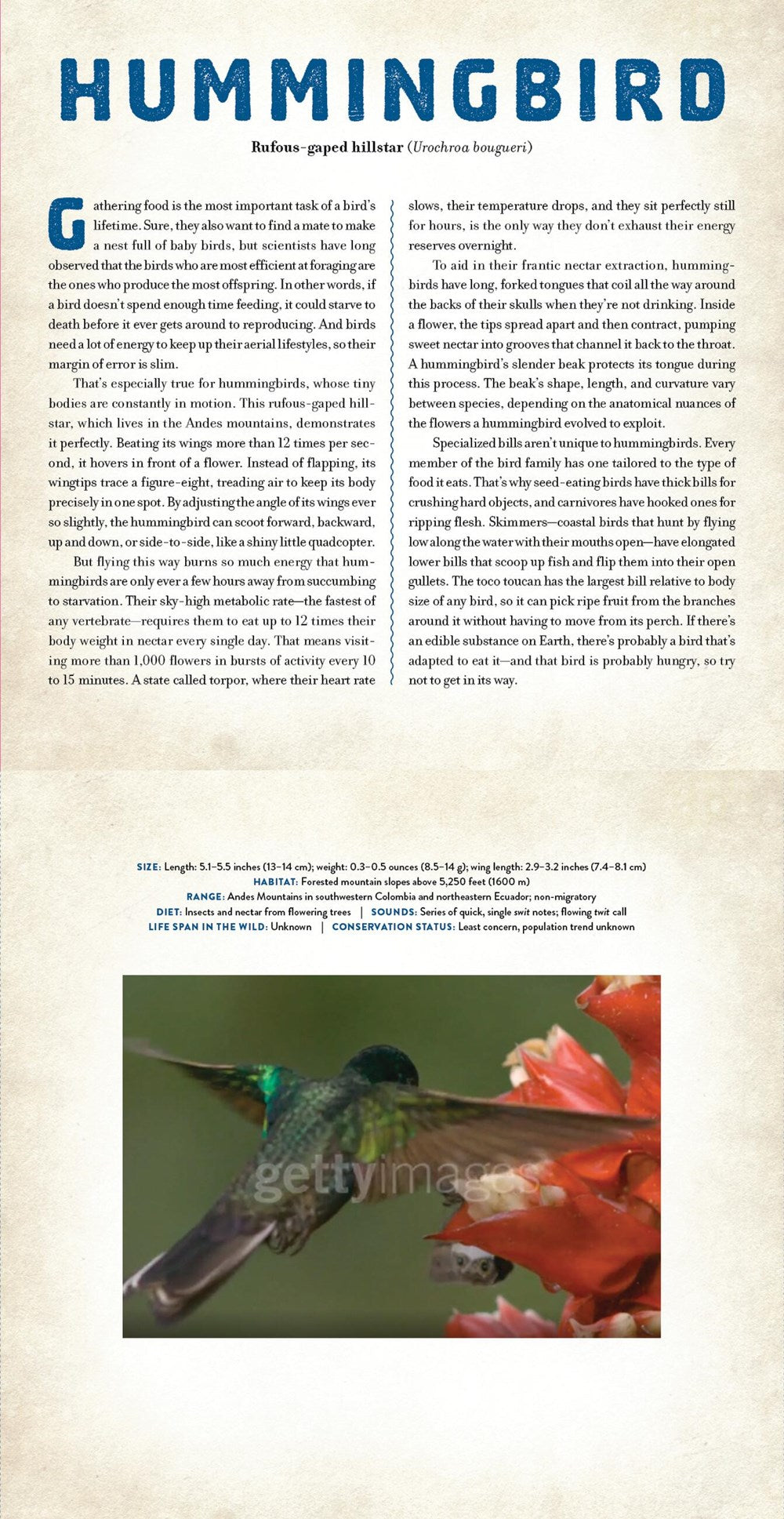 Birds : A Photicular Book