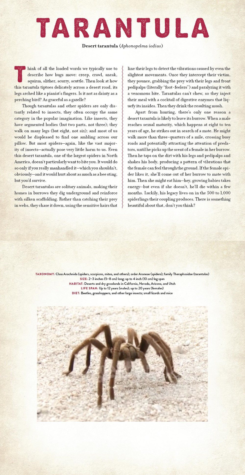Bugs : A Photicular Book