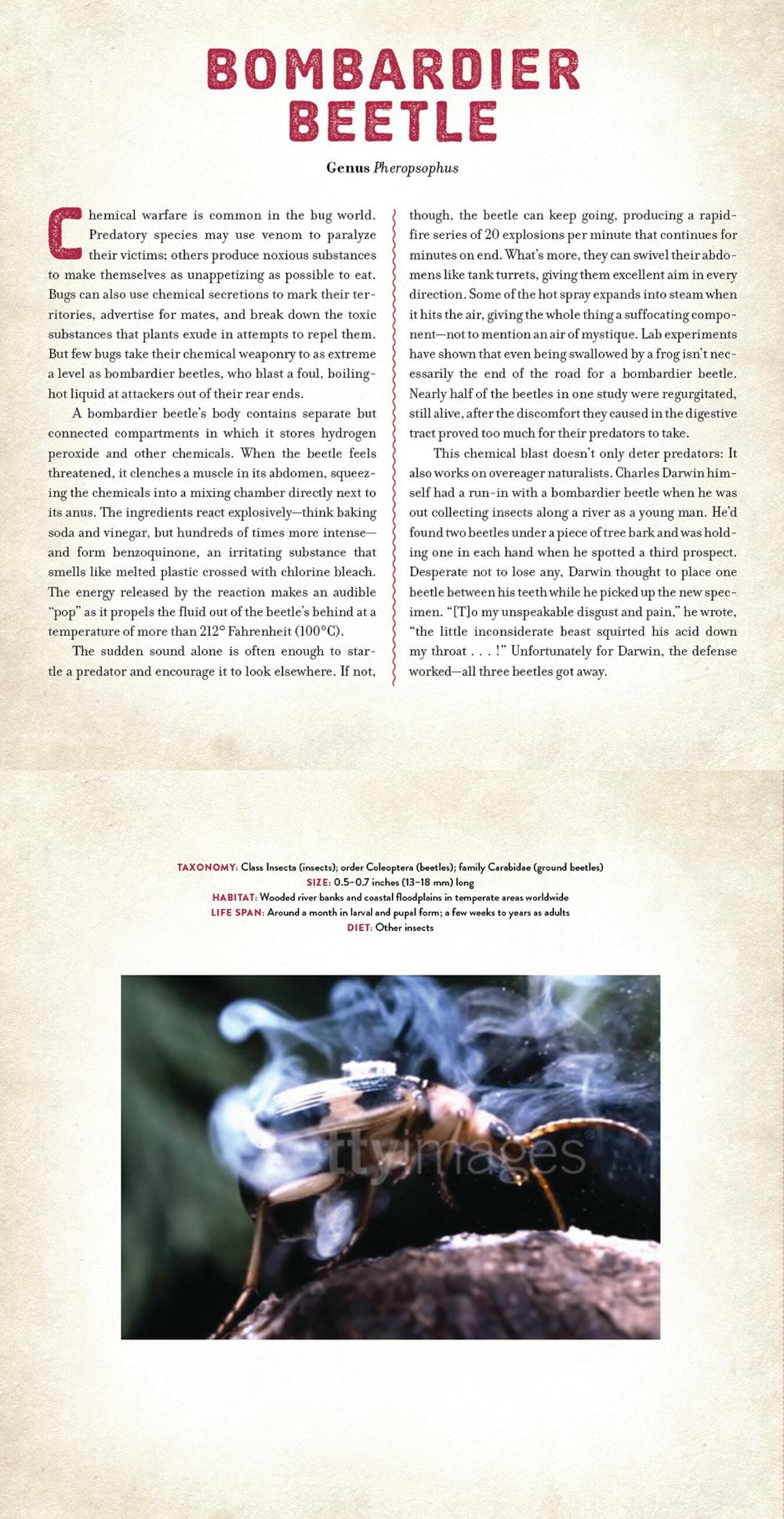 Bugs : A Photicular Book