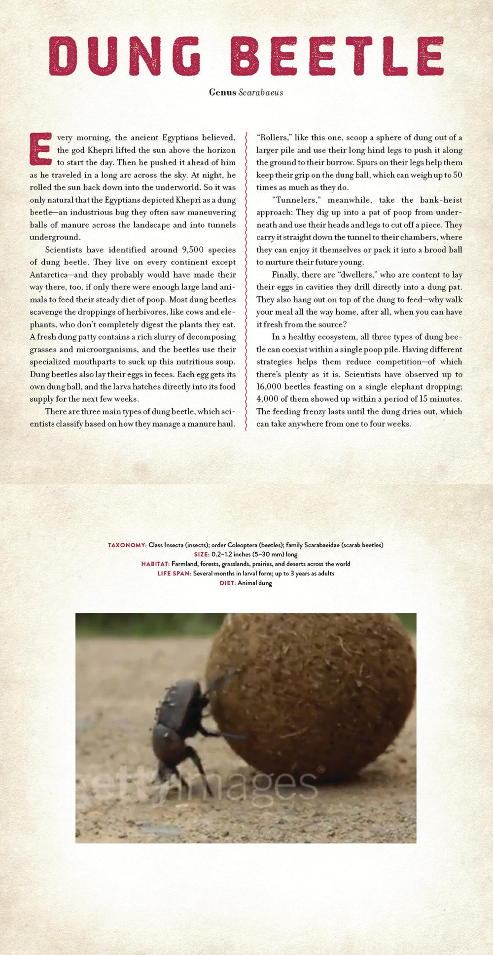 Bugs : A Photicular Book