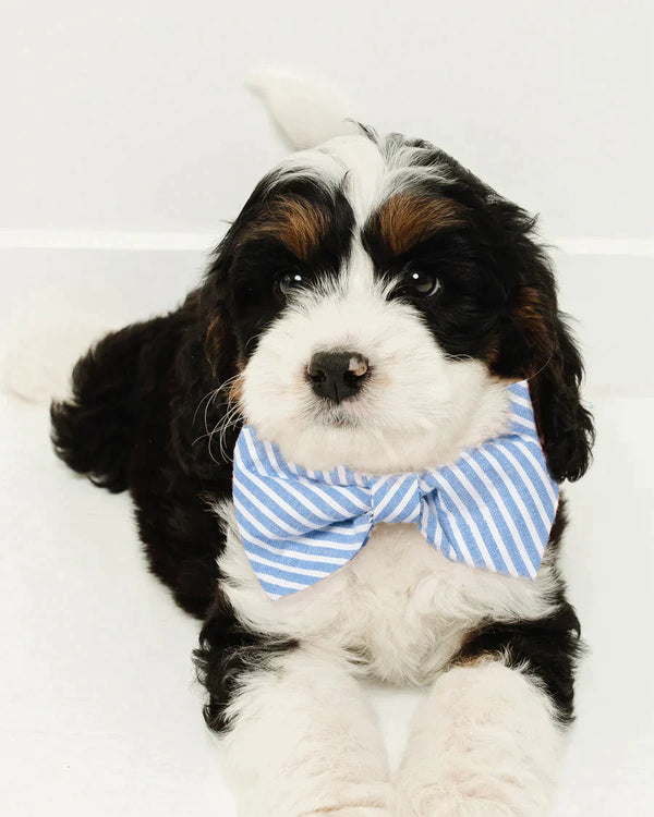 Dog Bow Tie, Blue Gingham