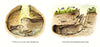 Hush, Little Bunny Board Book