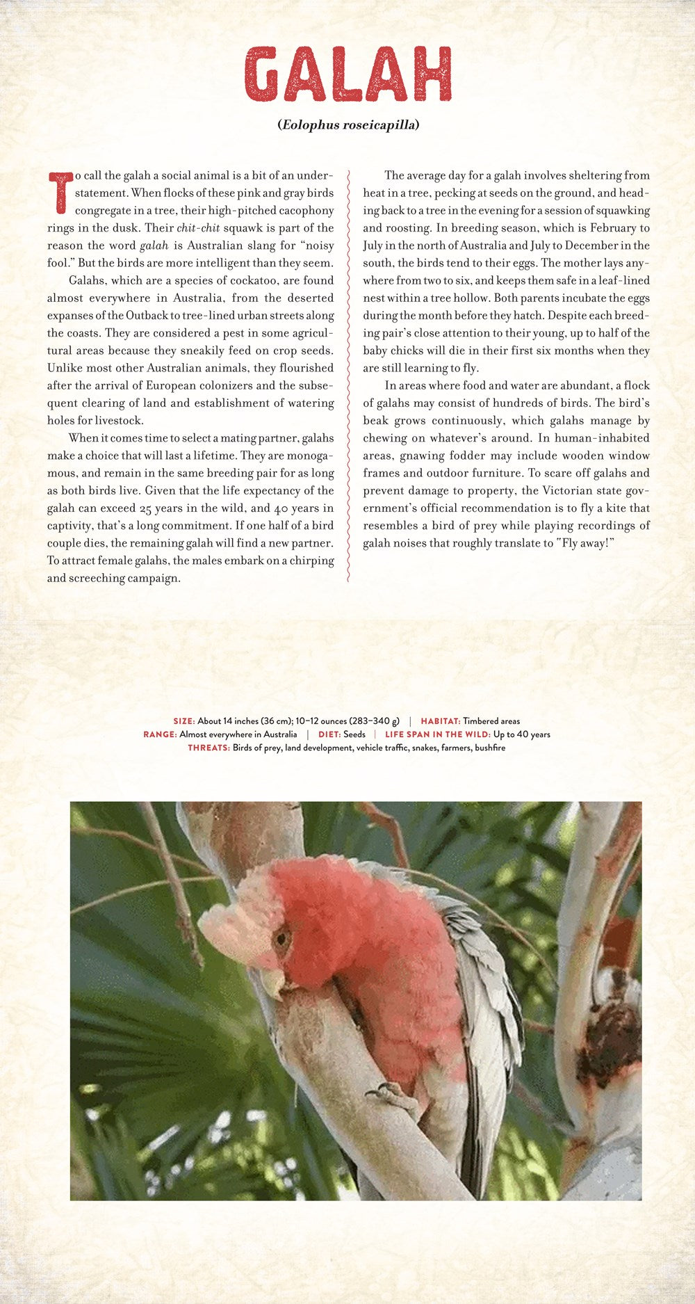 Outback: The Amazing Animals of Australia: A Photicular Book