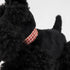 Egmont Toys Pull-Along Walter