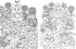 Hachette Book Group A Million Baby Animals - Little Creatures to Color