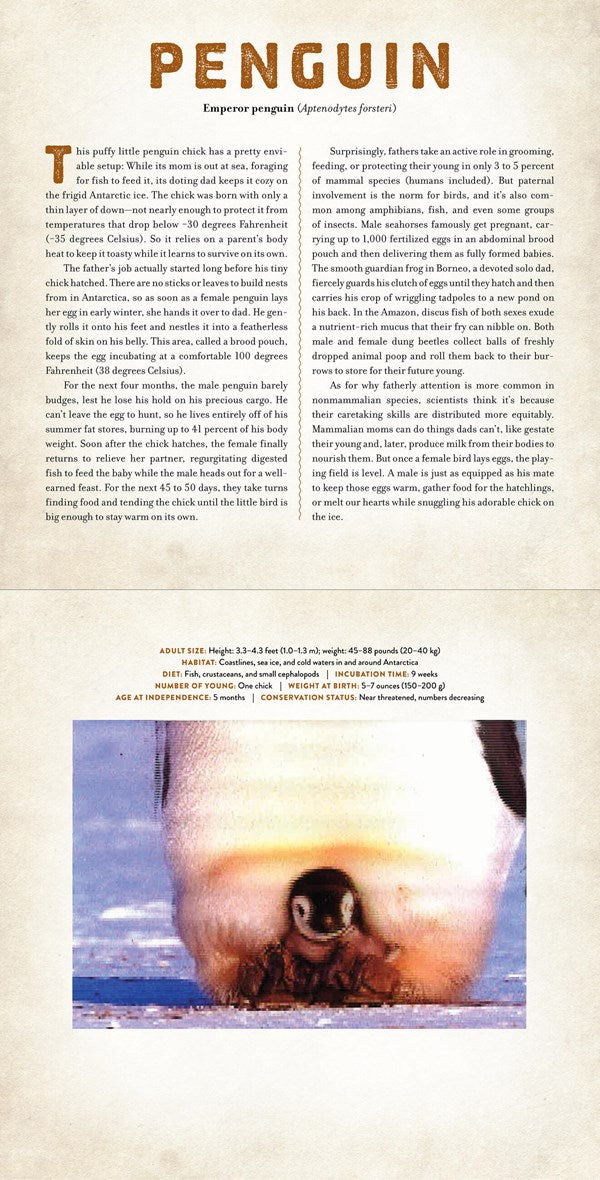 Workman Publishing Babies- A Photicular Book
