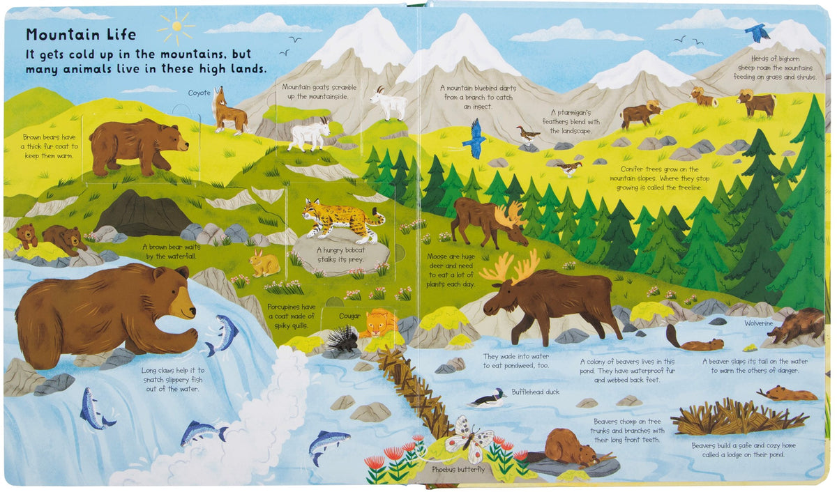 Fox Chapel Publishing Lift the Flap- Discovery! Animals