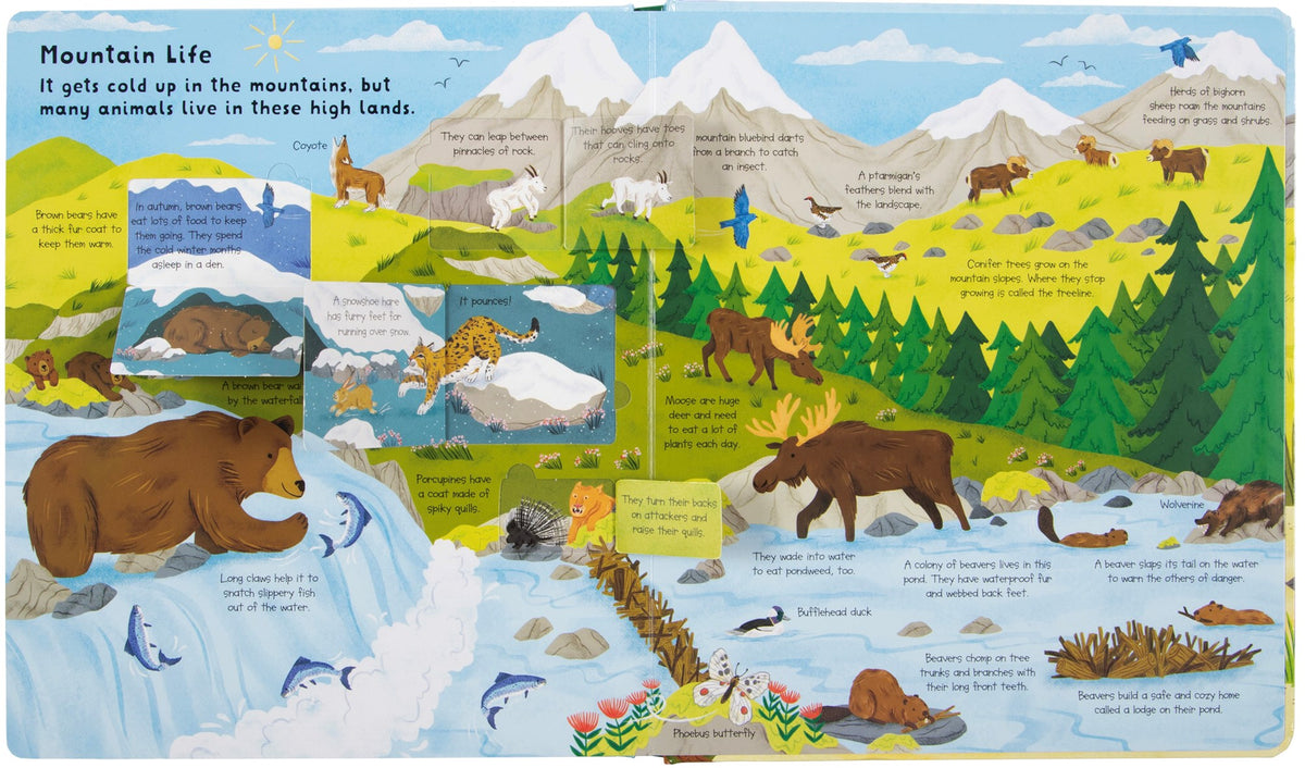 Fox Chapel Publishing Lift the Flap- Discovery! Animals