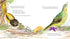 Hachette Book Group Bert, the Bowerbird: The small bird with a big heart