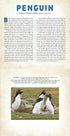 Birds : A Photicular Book