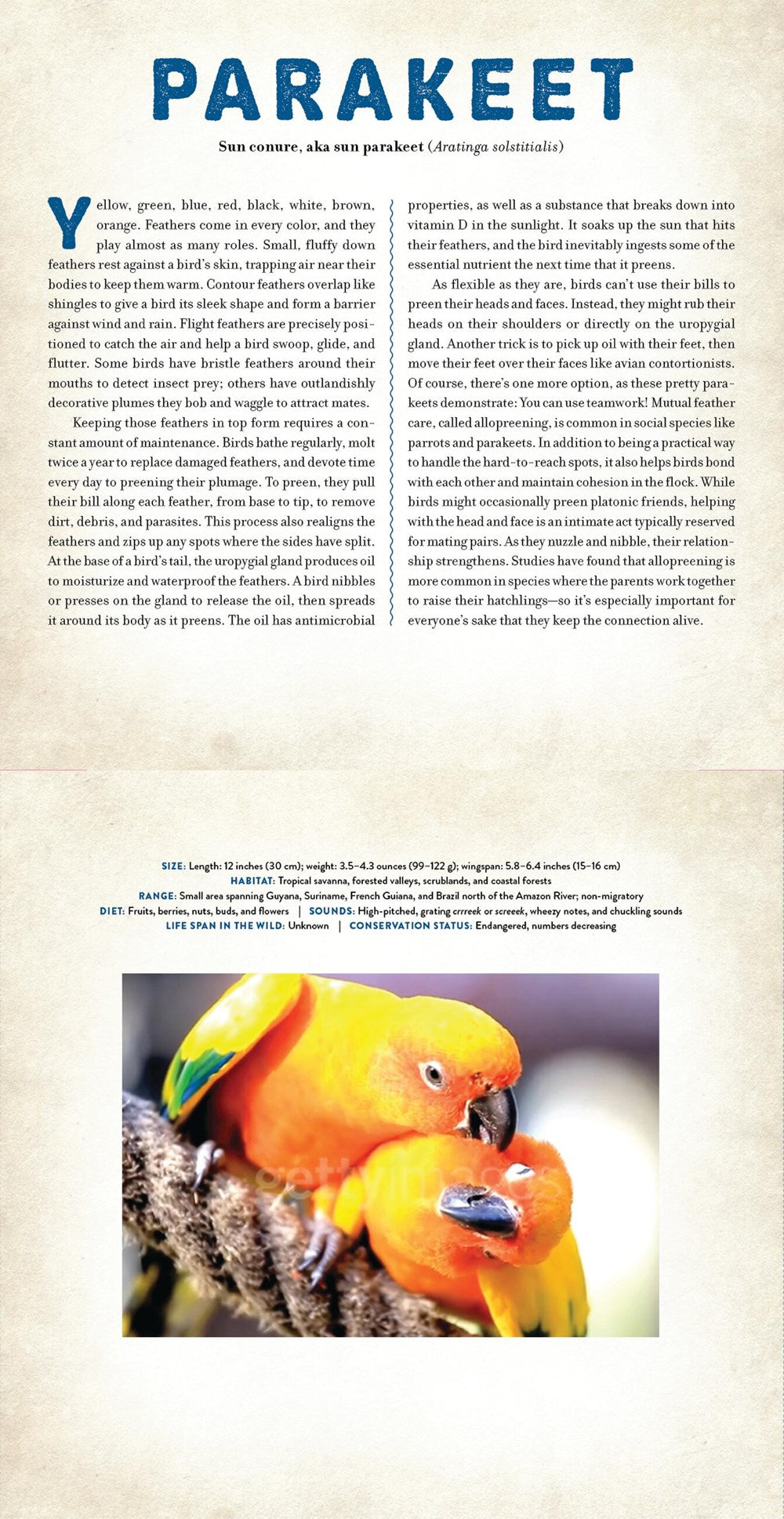 Birds : A Photicular Book