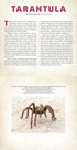 Bugs : A Photicular Book