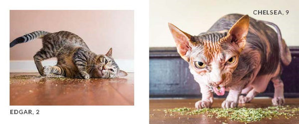 Cats on Catnip : A Grow-Your-Own Catnip Kit