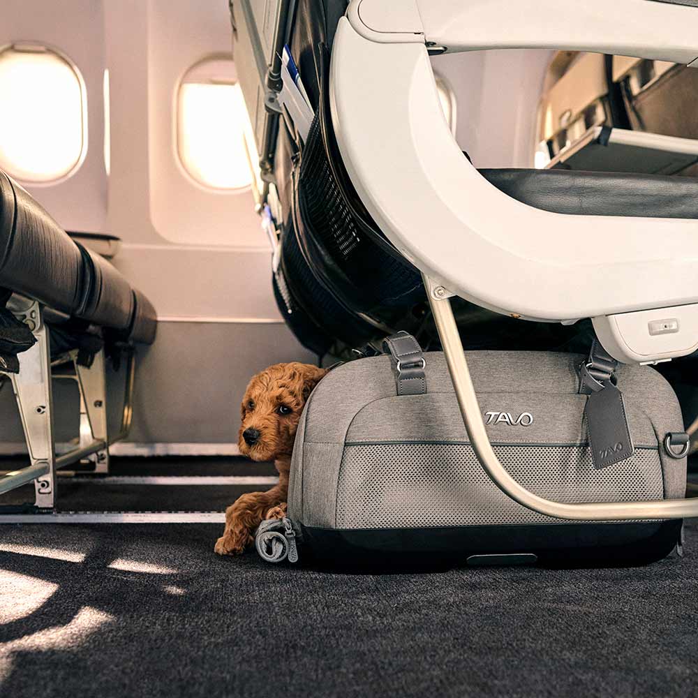 Dupree - Airline Carry-On Pet Car Seat