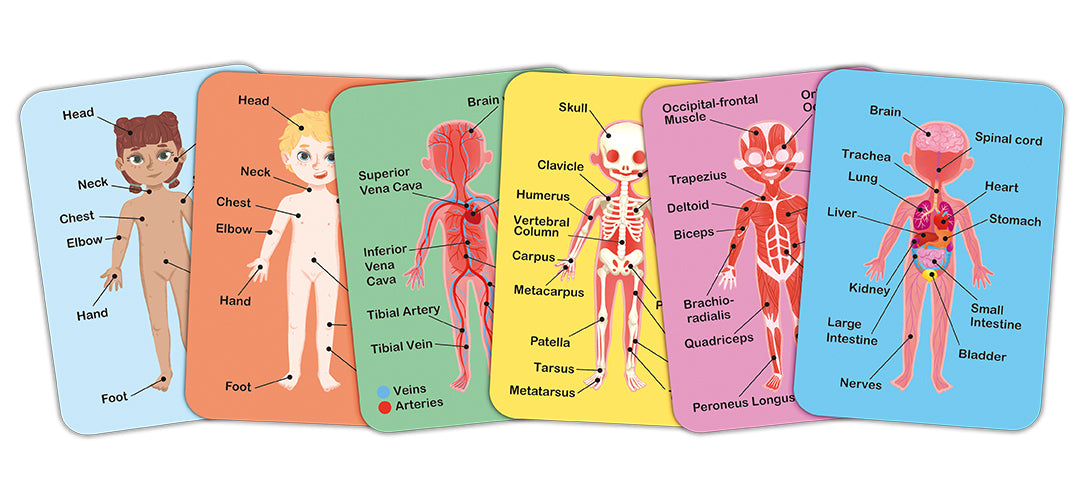 Human Body Magnetic Puzzle