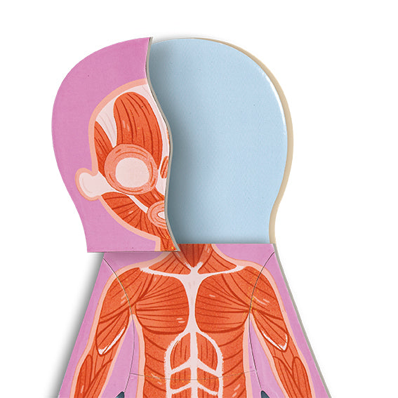 Human Body Magnetic Puzzle