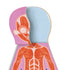 Human Body Magnetic Puzzle