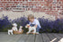 Egmont Eliot Plush Dog, Small