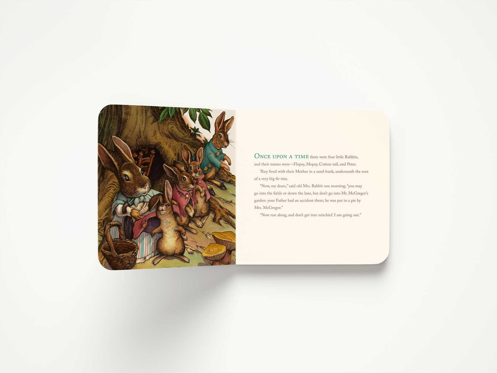 Harper Collins Focus The Classic Tale of Peter Rabbit Oversized Padded Board Book (The Revised Edition)