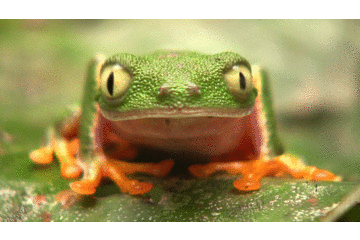 Jungle : A Photicular Book