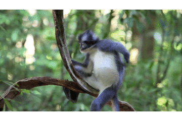 Jungle : A Photicular Book