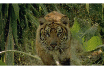 Jungle : A Photicular Book