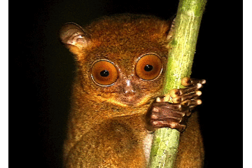 Jungle : A Photicular Book