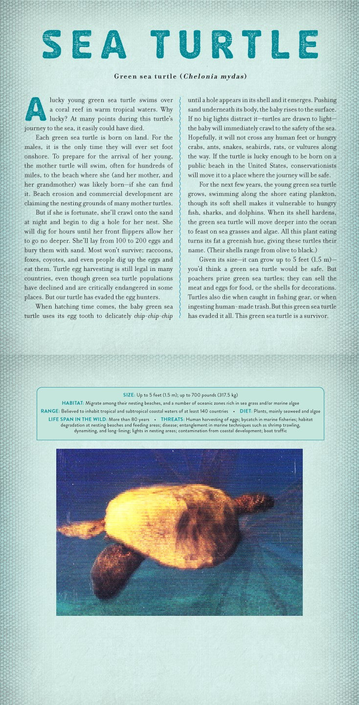 Ocean : A Photicular Book