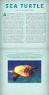 Ocean : A Photicular Book