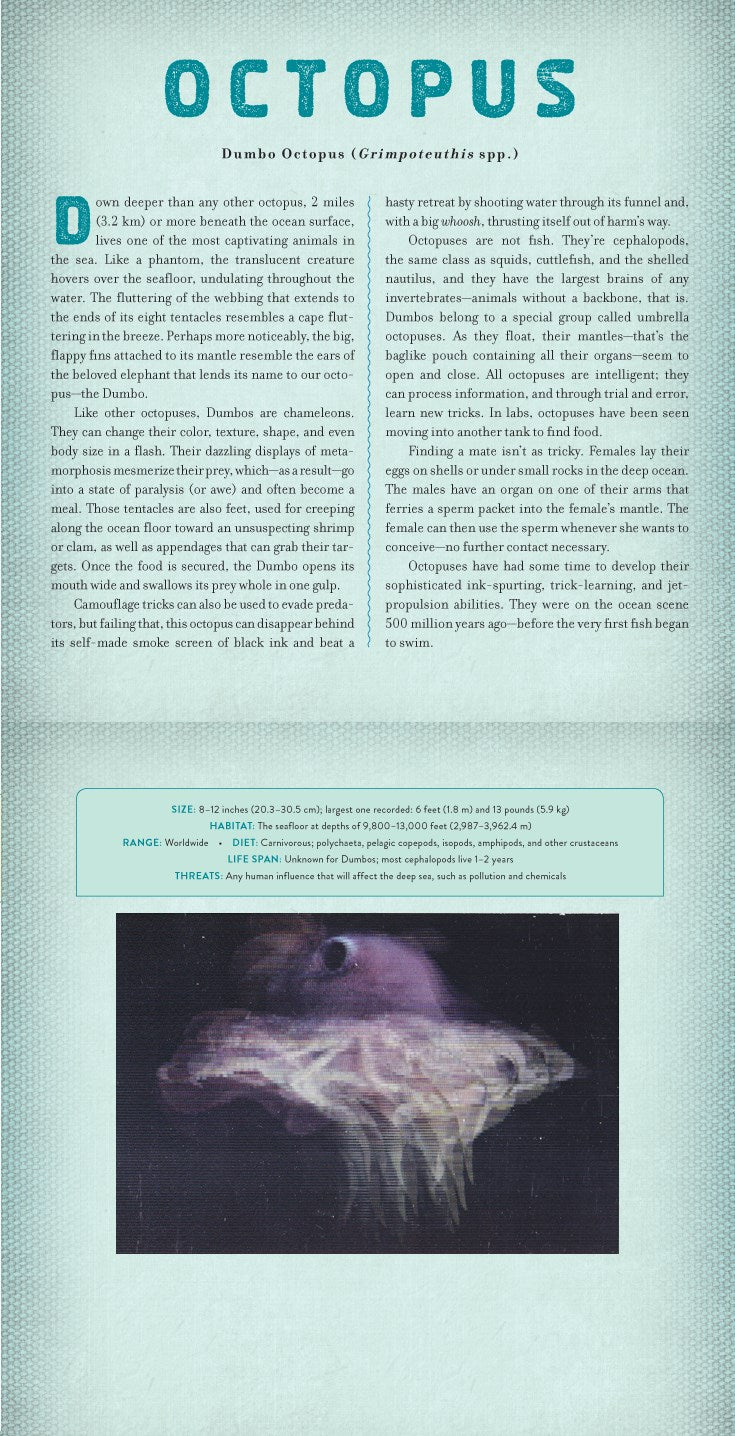 Ocean : A Photicular Book