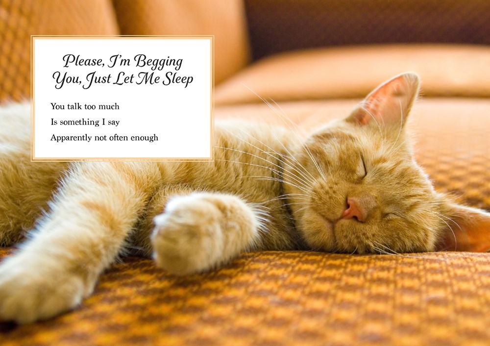 Oh. It's You. : Love Poems by Cats