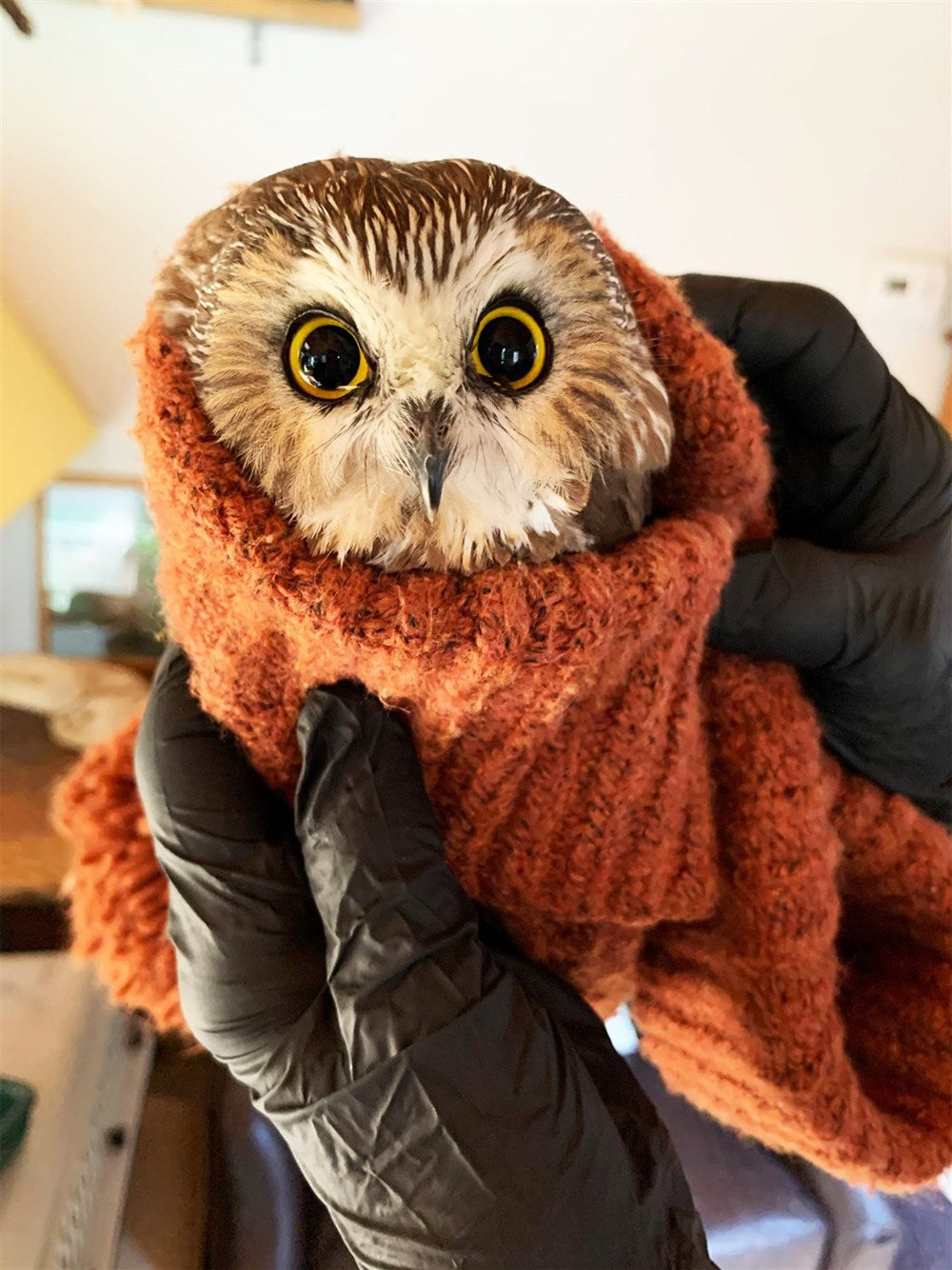 Hachette Book Group The Christmas Owl: Based on the True Story of a Little Owl Named Rockefeller