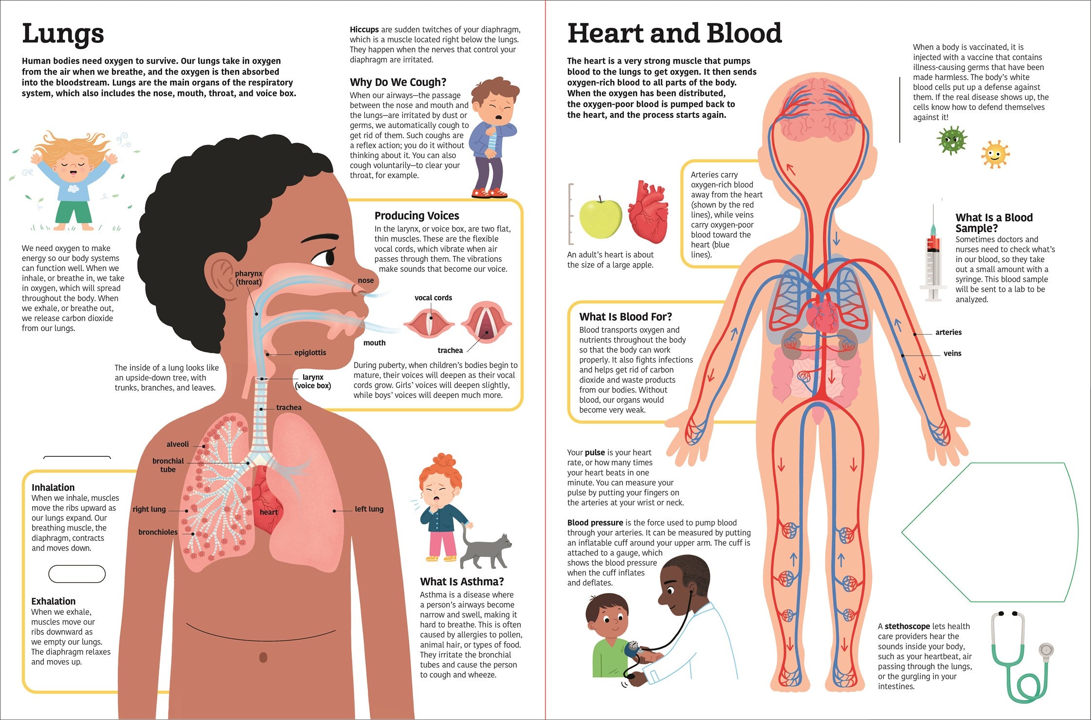The Ultimate Book of the Human Body