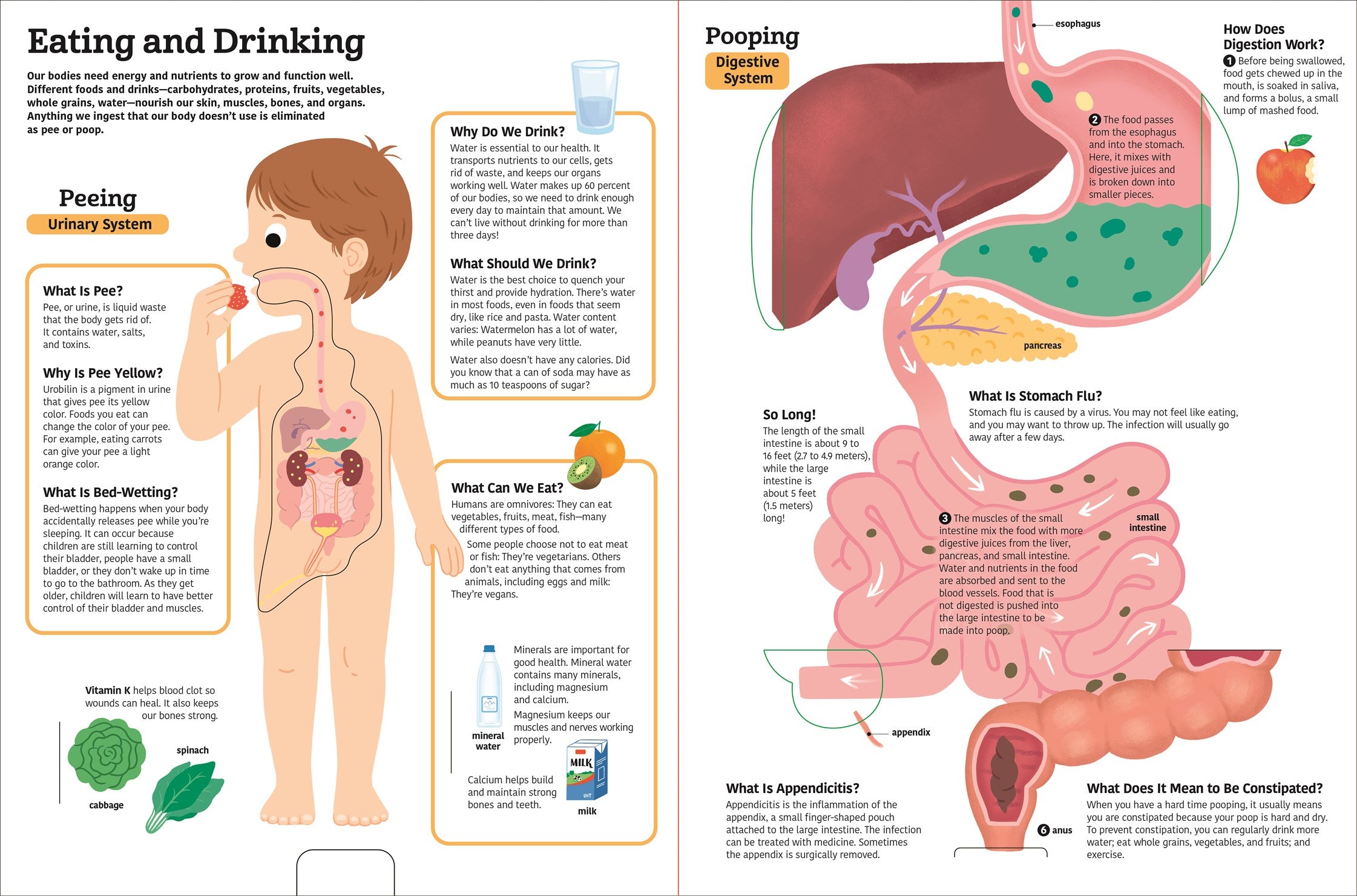The Ultimate Book of the Human Body