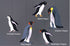 Penguin Mobile