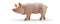 Papo Figurine - Boar