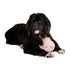Ocho Pet Toy